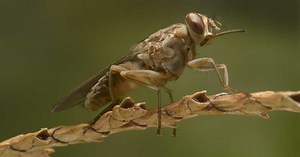 Mouche tsé-tsé : un médicament miracle contre la maladie du sommeil ?