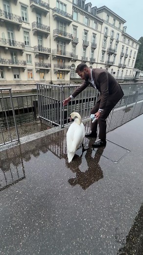 Helping an Anxious Swan Return to Water