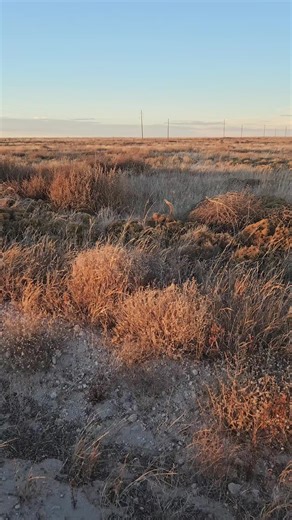 Happy Orange Cat Meets Friendly Dogs in Pasture