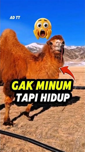 Kalau Unta Gak Minum Berhari-hari… Jangan Panik 🐪 #lifehacks