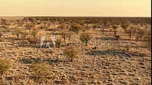 Zebras Running In The African Savannah
