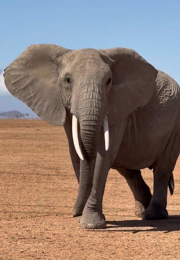 Exploring Elephants in Amboseli National Park