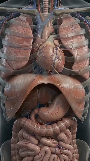 The Incredible Movements Inside Your Body 🫁 #humananatomy #neuroscience