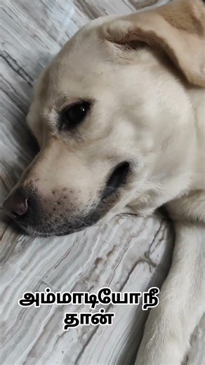 Simba-va Scold Pannen… Avan Sad Face En Heart-a Break Panniduchu 💔🐶 #shorts