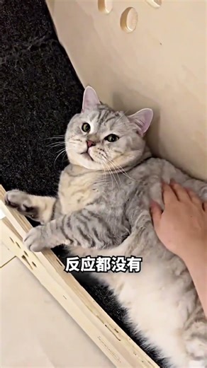 Fat Cat vs Weight Loss Machine #shorts