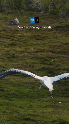 Wandering Albatross Takes Flight | Albatros in Action