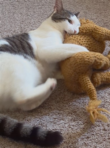 paid actor btw. #goobercats #mac #cutecat #funnycat #catnip | cats