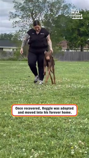 Paralyzed dog rescue: Reggie was found lying in the road—starving, in pain, and unable to walk. Vets said there was no hope and recommended euthanasia. 💔 But rescuers refused to give up. After emergency care, a second opinion, and spine surgery, Reggie made a miraculous recovery—going from paralyzed to running again. 🐾💪 Today, he’s living his best life in a loving forever home. 💚 Thank you to Tara at This Is Houston, VERGI 24/7, and Neighborhood Veterinary Center for refusing to give up on R