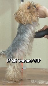 2.9K views · 84 reactions | Yorkie Training 101: Avoiding Common Pitfalls #yorkies #yorkielovers #yorkiesofinstagram #yorkshireterrier #yorkieloversworldwide | Yorkie Lovers | Facebook