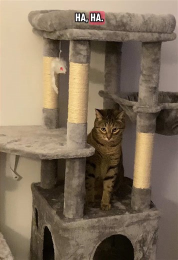 Goob’s loves the cat tree and Mason loves watching Goob’s climb all over the cat tree #catsoftiktok #cattiktok #cattok #fyp