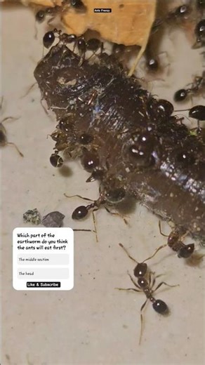 Ants feasting on Earthworm!!!