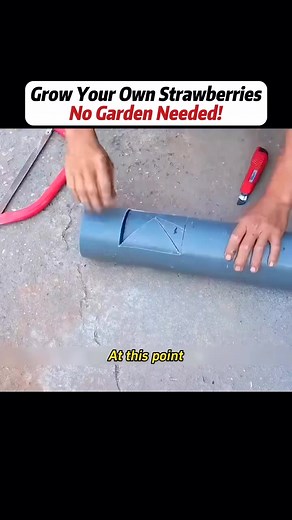 Strawberry growing technique in a pvc pipe #strawberry #technique #pipe | Lee Yumi