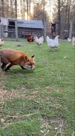 Fox Steals Chicken but Gets Attacked by Cat — Real Fight Caught in 4K Phone Footage!