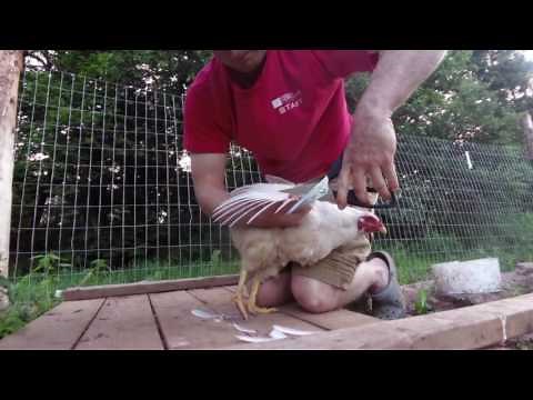 How to clip chickens wings - to preventing flying and escaping!