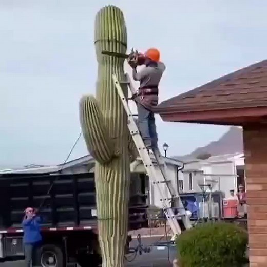 cacti.cacti on TikTok