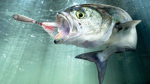 See How a 3-D–Printed Robot Catches a Fish