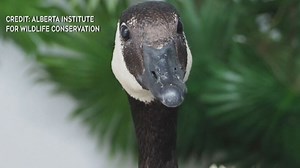 Calgarians urged to protect Canada geese