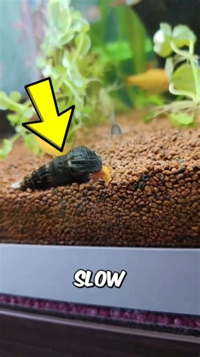 This Tiny Snail Is Hiding Something TERRIFYING Under the Microscope #shorts