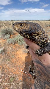6.6K views · 413 reactions | Releasing a gorgeous Eastern Shingleback Skink (Tiliqua rugosa aspera), Rufus NSW, Australia. | Mick Fullerton Wildlife | Facebook