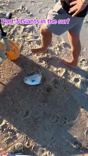Part 3Giants in the surf #fishing #surffishing #new #orangebeachalabama #saltwaterfishing https://youtu.be/-0oIJoCnKLA?