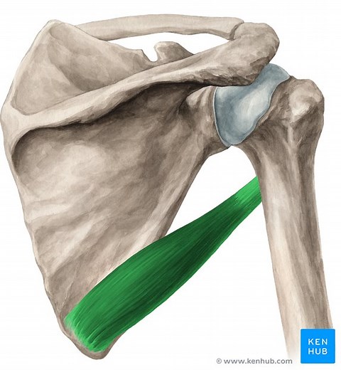Musculus teres major