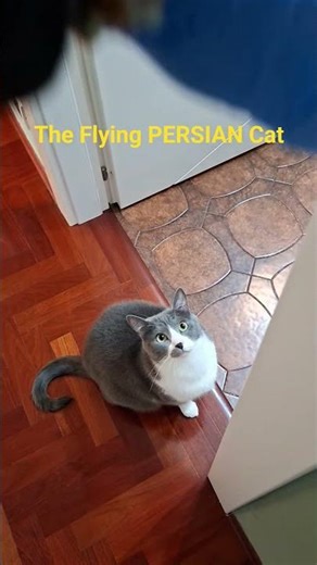 TheFlying PERSIAN CAT #youtube #cat #viralvideo #persiancat #highlights #catshorts #cats #catvideos