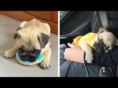 AWW SOO Cute and Funny Pug Puppies - Funniest Pug Ever #39