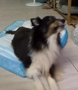 Alexis is looking forward to 2025, she has been getting a lot better now when she initially couldn’t move her head up, her paralysis started from her lower back and towards her neck area, but this strong girl is getting on better and look at her now, demanding for treats which is a good sign.. I am sure she is thanking everyone who has been cheering for her and also supporting her and her furry friends at VFA. The support that we garnered via giving sg has almost reaching 50%, and with the suppo