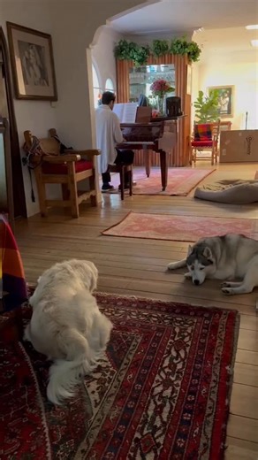 I put the pups to sleep with the Prelude 😂 | Sean Stone