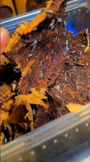 Kingdom of Isopods #inverts #arthropods #crustaceans #isopods