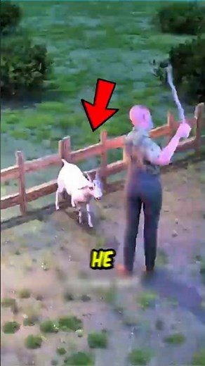 If You Ever Try to Train a Goat Like This… Watch This First