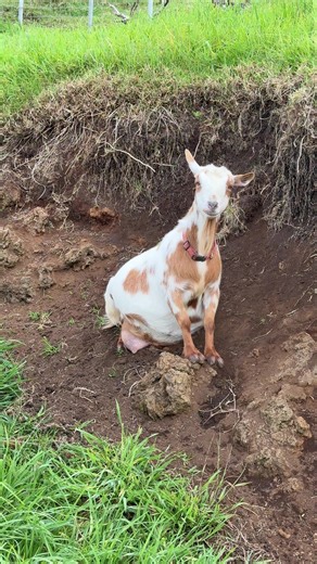 Hope Springs Eternal at Cloud Castle Farm