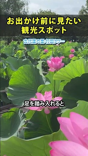 Gyoda City, Saitama Prefecture [Ancient Lotus Garden & Gyoda Tower] #shorts #SaitamaTourism #Gyod...