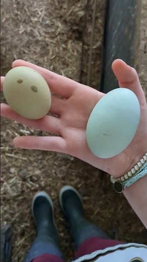 How Did The Chickens Lay An Egg This Big?