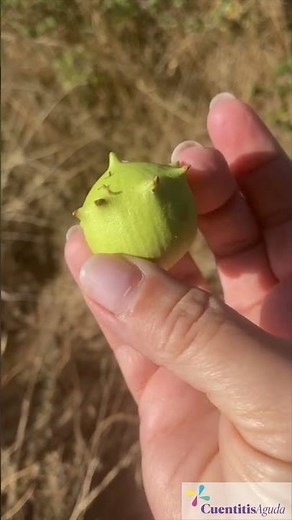 ¿Un Roble con Dos Tipos de Fruto??? 😳😱 ALUCINANTE!
