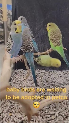 baby birds are waiting to be adopted in petco #petco #babybirds #Phoenixsus