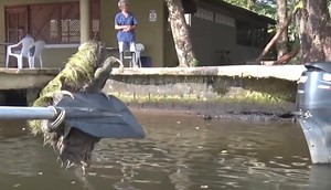 Sloth takes a wild ride on an oar