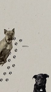 .-- --- --- ..-. 🐕 Dogs at Y Stations. What were staff paid? Dispatch riders? American technology? Have you listened to our latest podcast? In this special episode, the team answer your brilliant listener questions — busting myths, clearing up misconceptions, and uncovering hidden stories from Bletchley Park’s past. Featuring photos: © Crown Copyright, reproduced with the permission of GCHQ and Bletchley Park trust. 🎧 Available on Apple Podcasts, Spotify, YouTube and all major platforms. #Blet