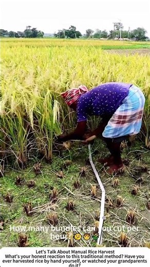 Hand Harvesting Rice with a Sickle – Traditional Paddy Rhythm 🌾🔪