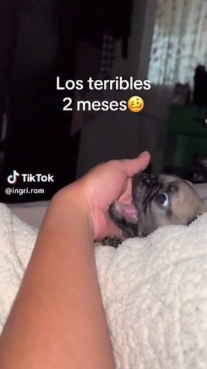 Los adorables perritos Pug de 2 meses