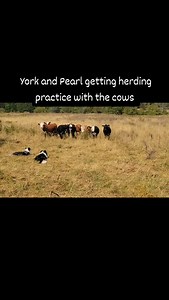 16 reactions | We love our working farm dogs! ❤️ #bordercollie #australianshepherd #bordercolliesofinstagram #aussielove #farmdog | Pam Schreiber | Facebook