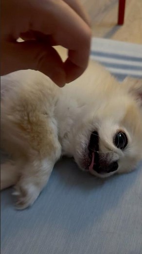 寝てる時に顔についてる髪の毛撮ろうとしたらガウガウされちゃった…笑でも取った後はあまえんぼに🥺
