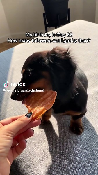 Celebrate My Dachshund's Birthday This May 22