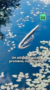 416K views · 2K reactions | Du jamais vu : un alligator nage avec sa proie, et pas n’importe laquelle, un python de plus de 7 mètres de long ! | Loopsider | Facebook