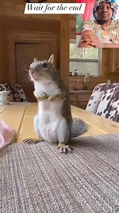 12K views · 93 reactions | Gorgeous princess cat #viralpost2024 #funnyreelsvideo #viralvideoシ #viralreelsfacebook #funnyreels #catlife #cat #catsofinstagram #catoftheday | entertainment tv | Facebook