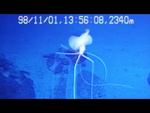 Magnapinna Squid Footage Compilation