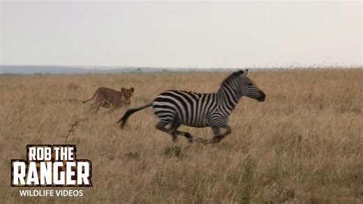 Lionesses chase zebra herd and dodge buffalo in Mara