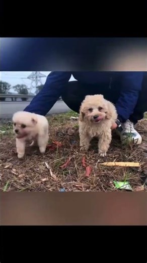 Este hombre le salva la vida a 2 cachorros y miren lo que sucedio 🤝🥀 #jesus #edit #jesuschrist #god