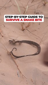 HOW TO SURVIVE A SNAKE BITE 🐍👉 A step-by-step guide Share this with EVERYONE you go camping with & make sure you're prepared by grabbing a Snake Bite Kit from Survival⛑️ - #4x4 #offroading #overlanding #snakebite #outdoors #adventure #snake #camping #4wd | 4WD 24/7