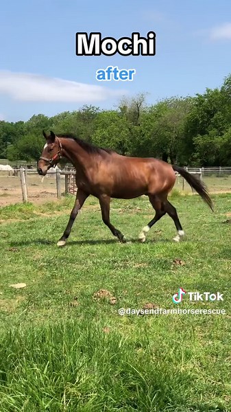 “skin and bones turn into something beautiful” ✨ Here are DEFHR’s Greatest Transformations of 2023. #transformation #transformationchallenge #glowup #rescuehorse #horseglowup #2023recap #newyear #goodbye2023 #fyp #trend #animaltiktok